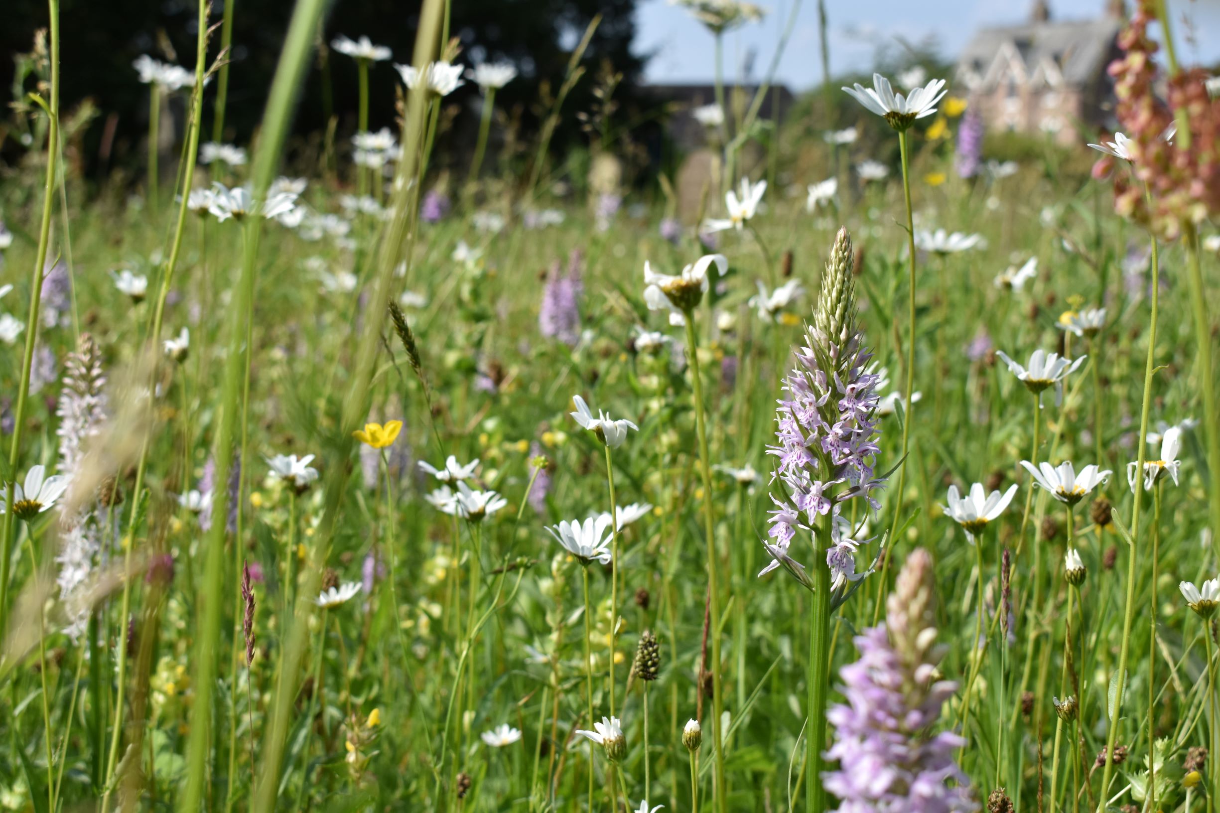 meadow with wild flowers