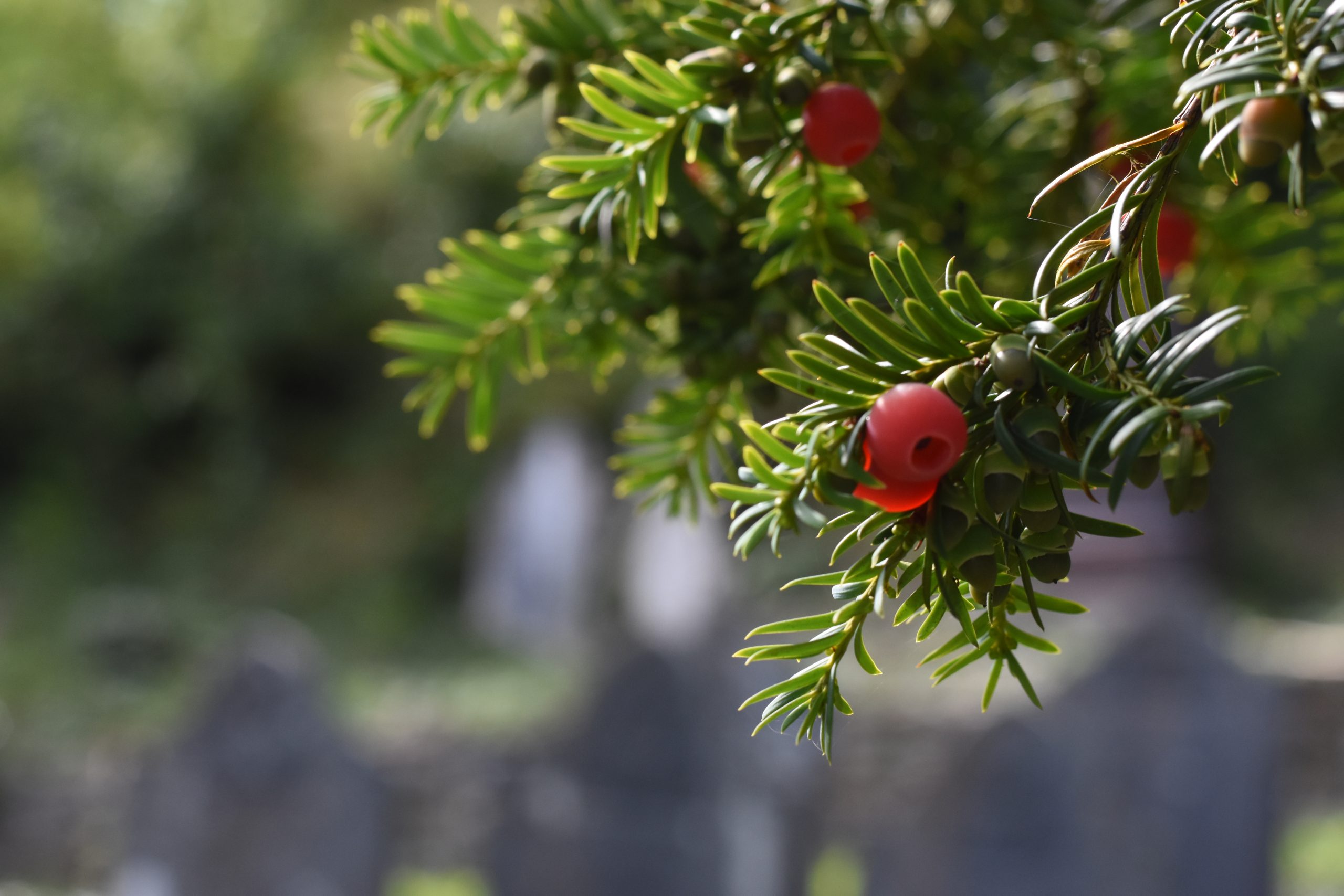 Yew berries