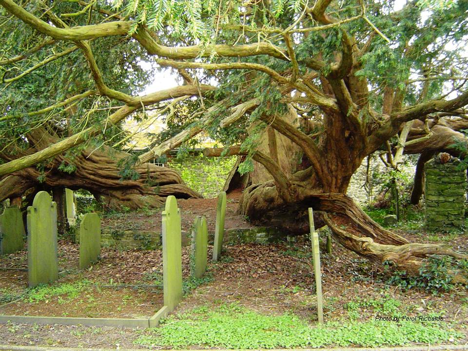 Llanerfyl Yew