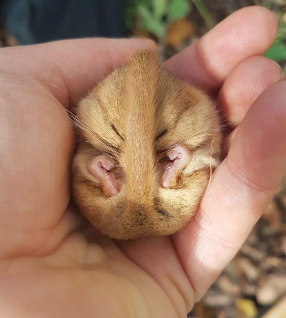 sleeping dormouse