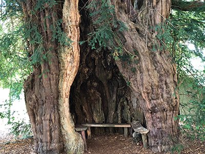 ancient yew at much marcle