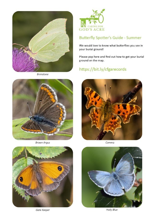 picture of butterfly spotting guide
