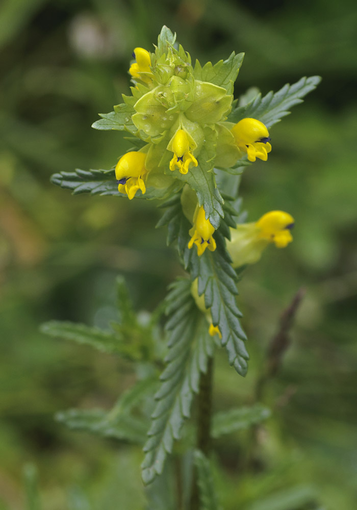 yellow rattle