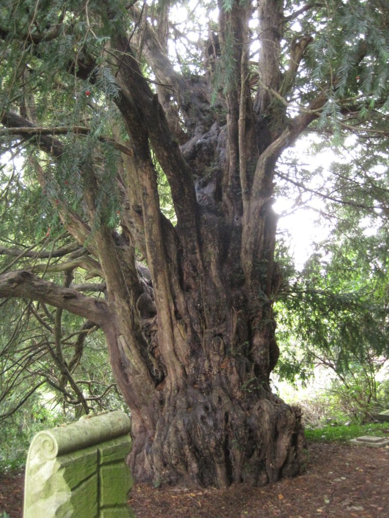 yew tree at Tettenhall