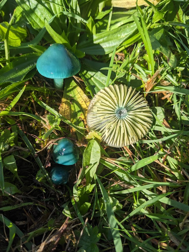Rare parrot waxcaps