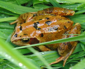 frog sitting in grass